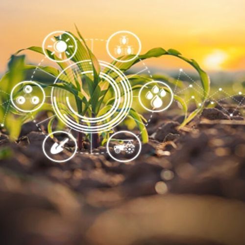 Ứng dụng AI hỗ trợ nông nghiệp như thế nào ?