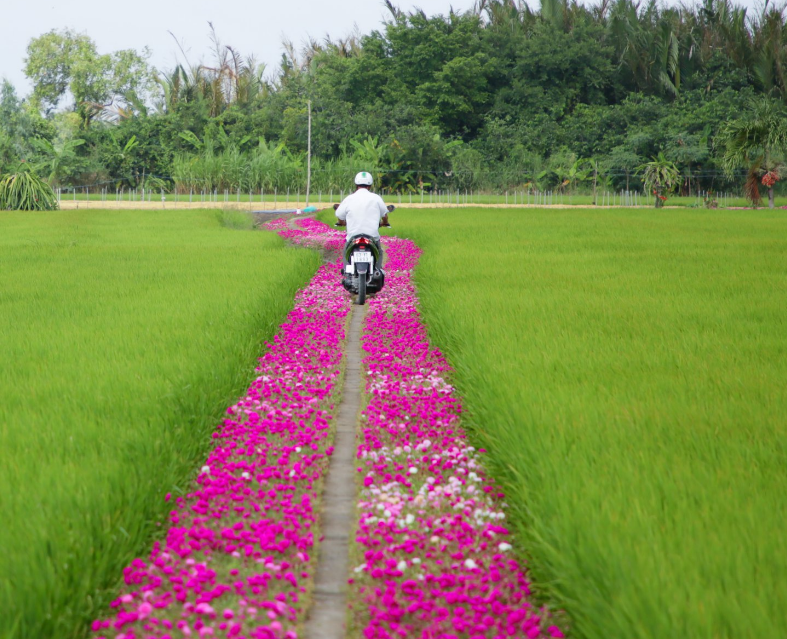 Con đường hoa 10 giờ Gò Công